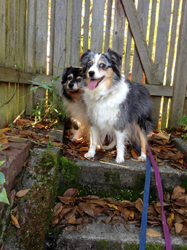 Aussies, Sniff Seattle Dogs, Crown Hill Dog Walkers