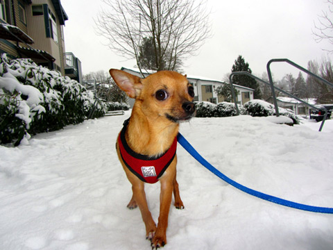 Snow Dog Walkers, Sandpoint, Sniff Seattle Dog Walkers