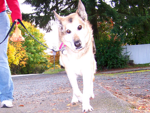 Dog Walking 98177, Sniff Seattle Dog Walkers, German Shepherd
