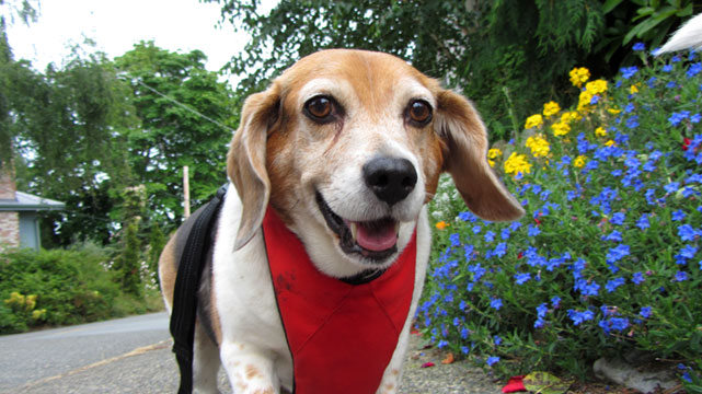 Queen Anne Seattle, Beagles, Sniff Seattle