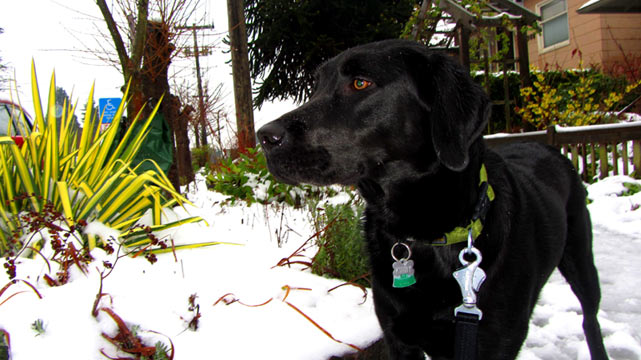 Snow Dog Walkers, Pet Sitting, Ballard, Sniff Seattle Dog Walkers
