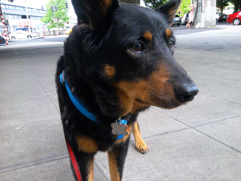 Downtown Seattle Hotel, Sniff Seattle Dog Walkers, Dog Photos