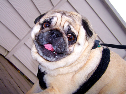 Pet Sitting Seattle, Sniff Seattle Dog Walkers, Ernie The Pug