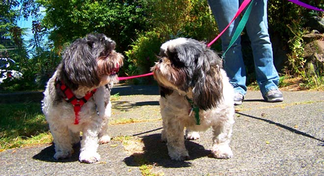 Greenwood Seattle Dog Walkers, Sniff Seattle Dog Walkers, Shih Tzu