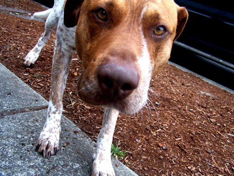 Dog Walking In 98133, Sniff Seattle Dog Walkers, Hogan, Pit Bull Mix