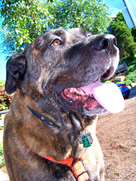 Sniff Seattle Dog Walkers, Pet Sitting 98199, Mastiff