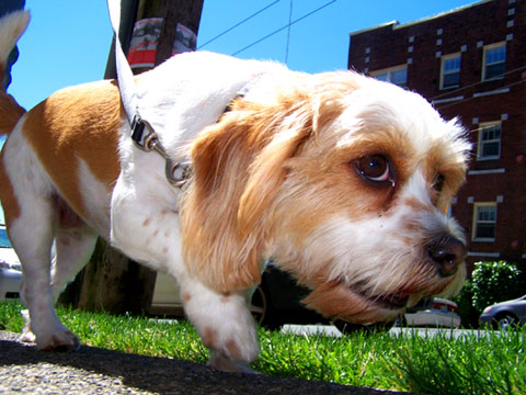 Sniff Seattle Dog Walkers, Dog Walking Queen Anne, Jive