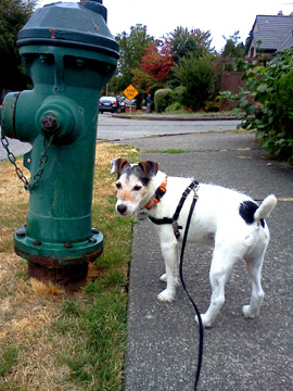 Dog Walking 98103, Sniff Seattle Dog Walkers, Jack Russell Terrier