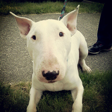Dog Walkers Queen Anne, Bull Terriers, Sniff Seattle
