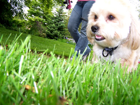 Dog Walking In Greenwood, Sniff Seattle Dog Walkers, Maddie