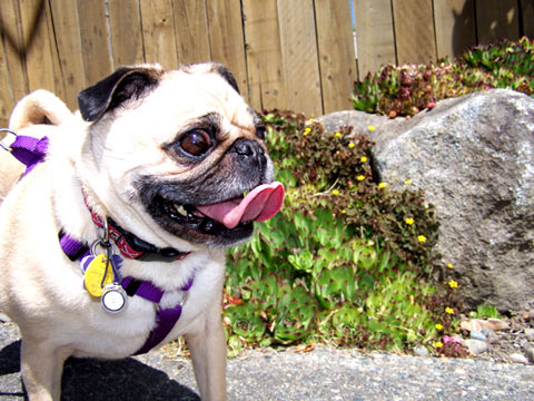 Dogs In Seattle, Sniff Seattle Dog Walkers, Mae The Pug
