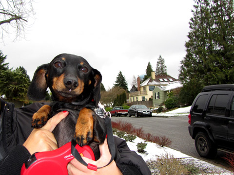 Magnolia Dog Walkers, 98199, Sniff Seattle Dog Walkers, Dachshund