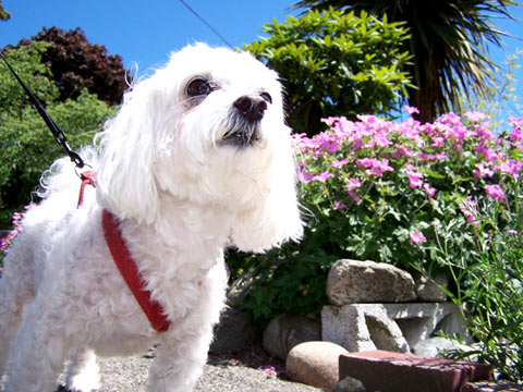 Max The Maltese, Delray Beach, Florida, Sniff Seattle Dog Walkers
