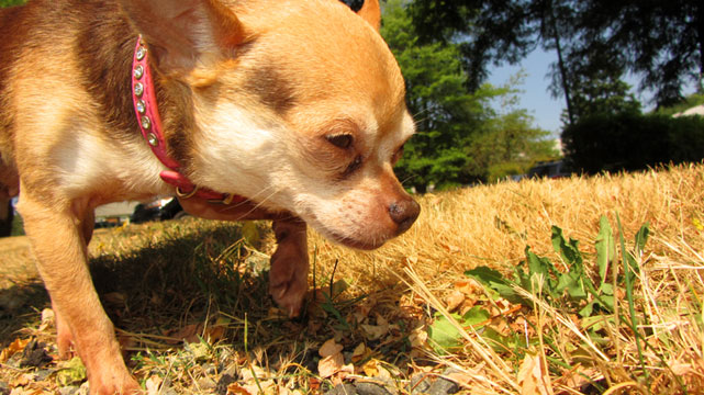 Chihuahuas, Mercer Island Dog Walker, Sniff Seattle