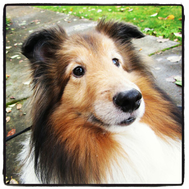 My Eyes Adored You. Willie the Sheltie.