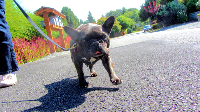 North Beach Dog Walker, French Bulldogs, Sniff Seattle
