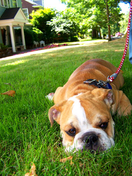 Sniff Seattle Dog Walkers, Puppy Care Queen Anne (98109), English Bulldog