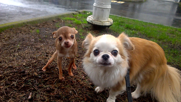 Rico And Coco, Kirkland Dogs