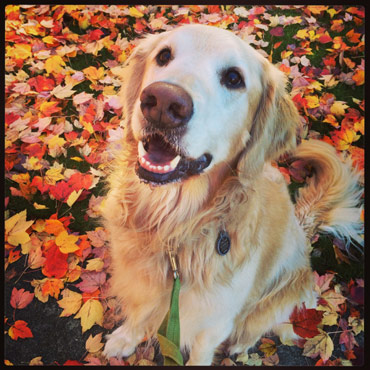 Oscar The Golden Retriever