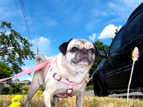 Sniff Seattle Dog Walkers, Parfait The Pug, Seattle Pug Rescue