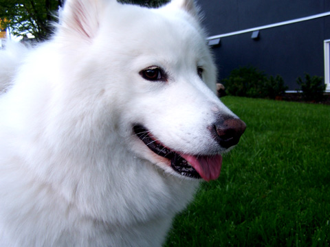Dogs Queen Anne, Sniff Seattle Dog Walkers, Pearl The Samoyed