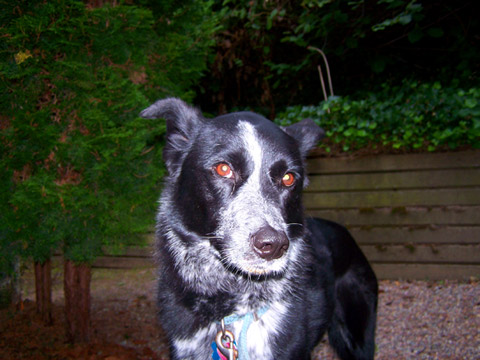 Magnolia Seattle Pet Sitters, Sniff Seattle Dog Walkers, 98199