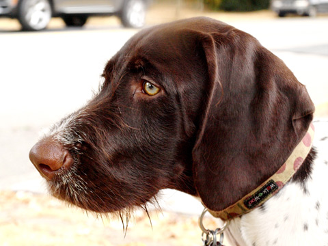 Queen Anne Dogwalker, Louie Louie, Sniff Seattle Dog Walkers