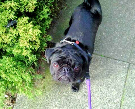 Queen Anne Dog Walkers, Pugs, Sniff Seattle Dog Walkers