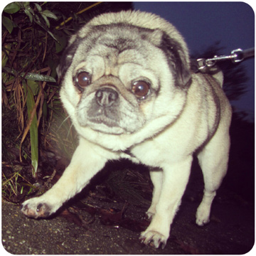 Spunky From Queen Anne