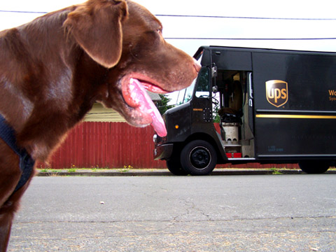 Sniff Seattle Dog Walkers, Dog Walking Shoreline WA, Chocolate Lab