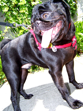Dogs In Seattle, Sniff Seattle Dog Walkers, Ringo The Pug