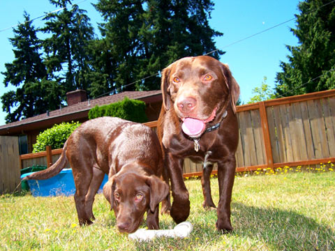 Sniff Seattle Dog Walkers, Puppy Care Shoreline WA, Chocolate Labs