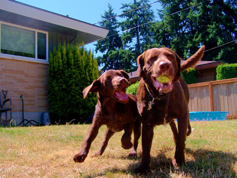Shoreline WA, Sniff Seattle Dog Walkers, Chocolate Labs, 98133