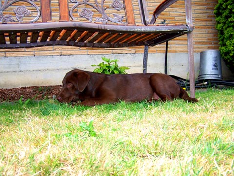 Sniff Seattle Dog Walkers, Puppy Care Shoreline WA, Chocolate Lab, 98133