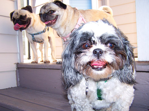 Pets Seattle, Sniff Seattle Dog Walkers, Shih Tzus, Pugs