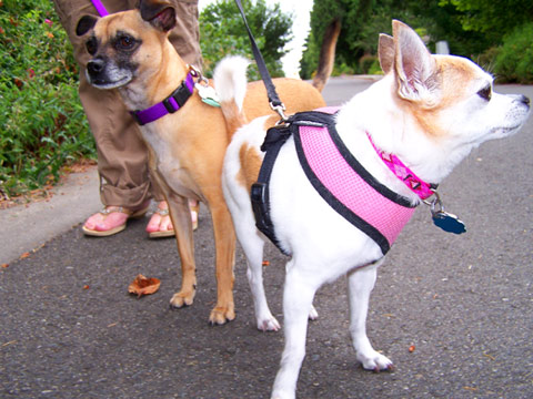 Dog Walking Seattle, Sniff Seattle Dog Walkers, Chihuahuas
