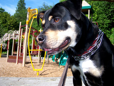 Pet Sitting In Queen Anne, 98109, Sniff Seattle Dog Walkers, Trudy, Bhy Kracke Park