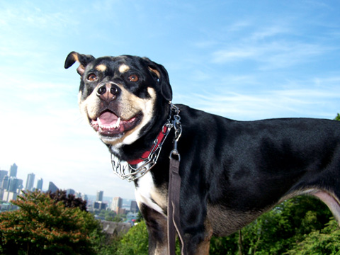 Pet Sitting In Queen Anne, Sniff Seattle Dog Walkers, Trudy At Bhy Kracke Park