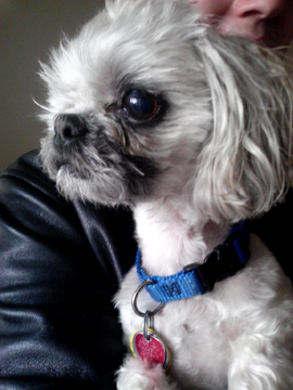 Bellevue Shih Tzu, Sniff Seattle, Dog Walkers Bellevue