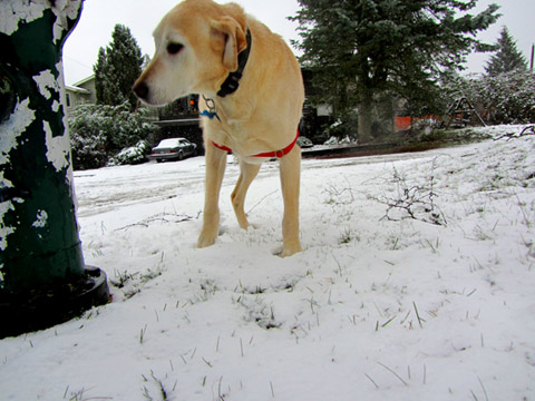 Wedgwood Dog Walkers, Yellow Labrador, Sniff Seattle Dog Walkers