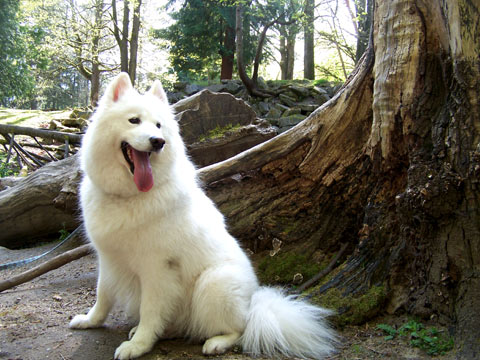 Sniff Seattle Dog Walkers, Woodland Park, Pearl the Samoyed