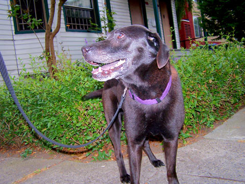 First Hill Seattle Pet Sitters, Sniff Seattle Dog Walkers, Zoey