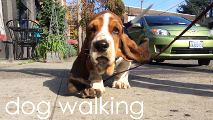 Seattle Bellevue Dog Walking