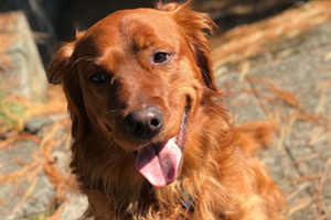 Golden Retriever Seattle, Wallingford Dog Walking App
