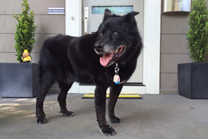 Capitol Hill Seattle, Black Dog, Dog Walking 98102 98112