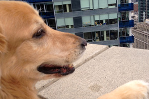 Downtown Seattle Dog Sitting, Bellevue Seattle Dogs, Golden Retrievers