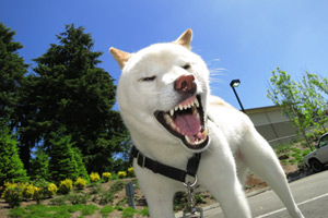 Bellevue Seattle Dogs, Shiba Inu Dogs, Dog Walker Factoria
