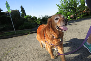Ravenna Dog Walker, Golden Retrievers, Sniff Seattle Bellevue Dog Walkers