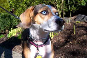 Capitol Hill Dog Walking, Bellevue Seattle Dogs, Beagles