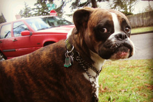 Crown Hill Dog Walkers, Boxers (Dog), Sniff Seattle Bellevue